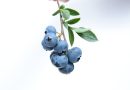 Naturens blå juvel: En guide til blåbærplanter